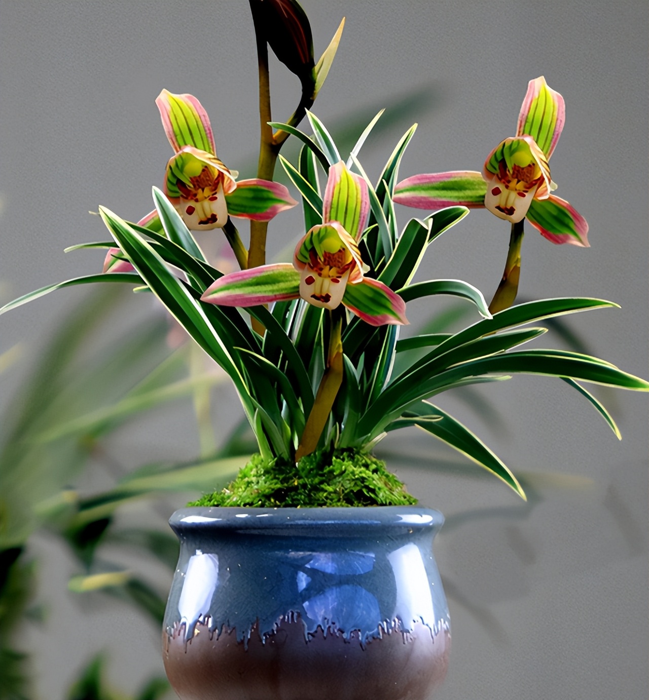 只认识兰叶带丝或者带金边的兰花,叶片细长带金边的兰花是什么兰