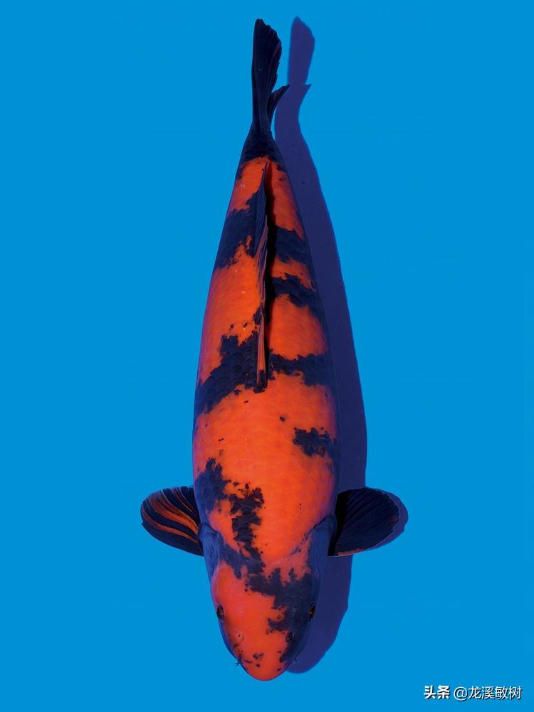 锦鲤分类及鉴赏详解红白锦鲤,锦鲤知识锦鲤分哪几大类