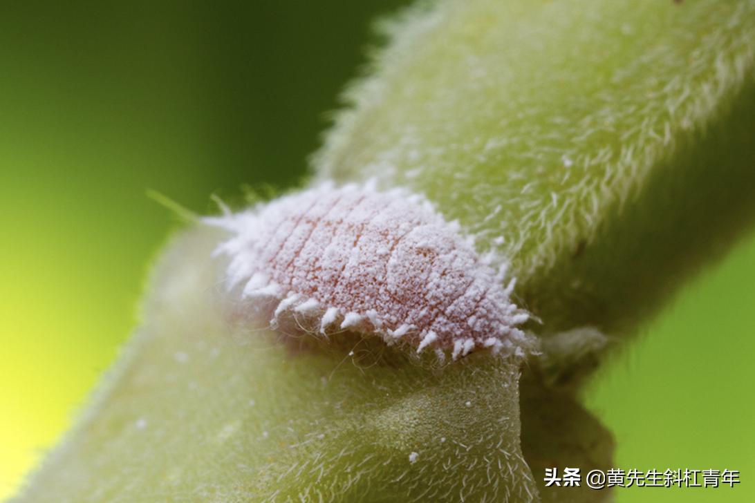 线粒体本质是不是基因,真核生物线粒体和叶绿体的起源