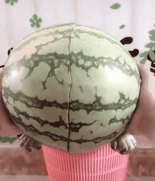 铲屎官假装金毛,铲屎官恶搞