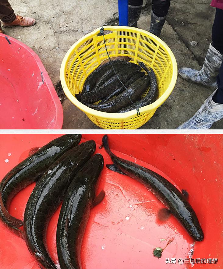 人工饲料和野生杂鱼,人工混合鱼饲料配方