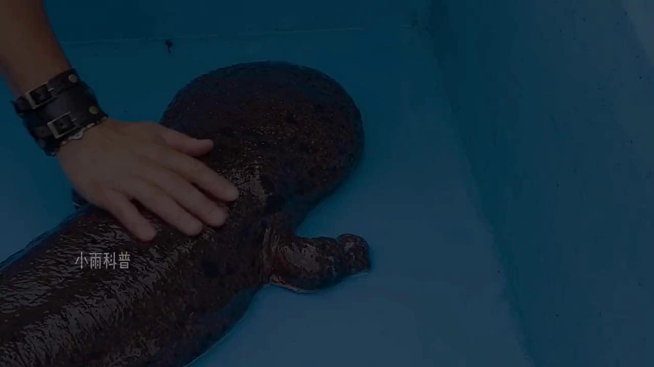 蝾螈究竟能再生多大的大脑视频,再生之王的蝾螈究竟有多厉害