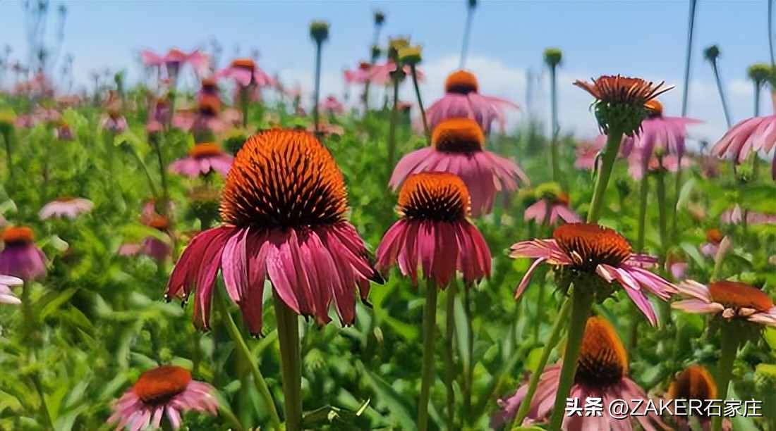 石家庄早新闻,早新闻完整内容