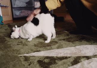 抖M大橘猫酷爱被打屁股，否则就骂骂咧咧：我是你修来的一屁股债