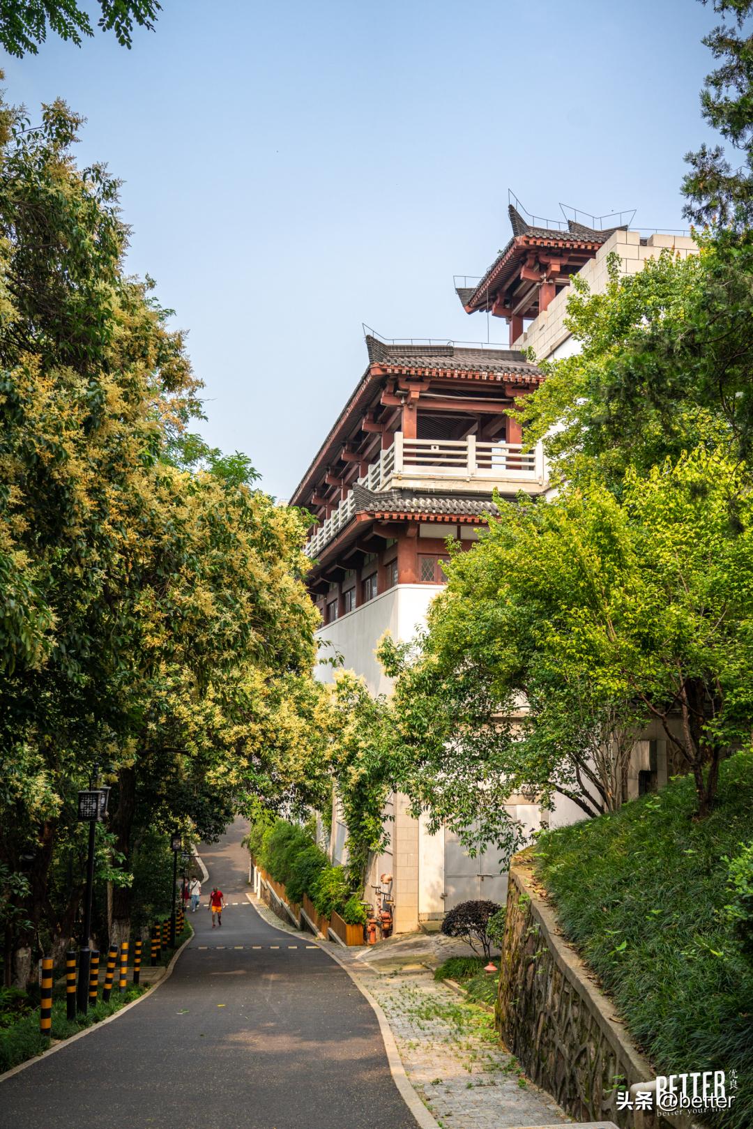 城中3处小众宝藏绿地，一起去散个步吗