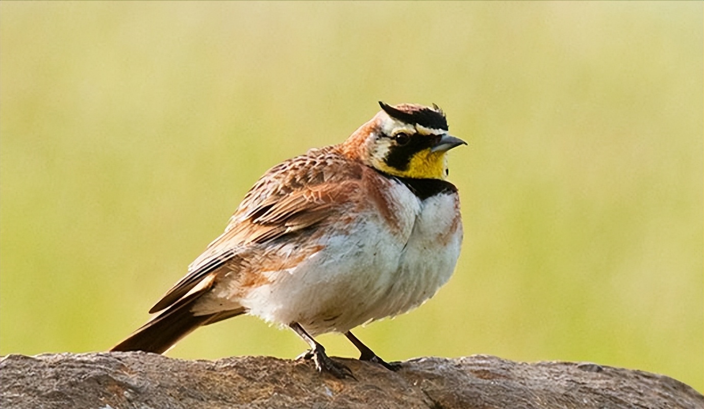 50张最佳鸟类摄影作品,鸟儿大全大图