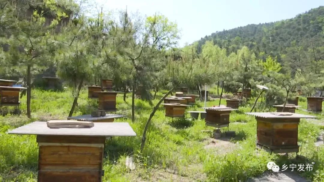 乡宁县管头镇,乡宁县养蜂