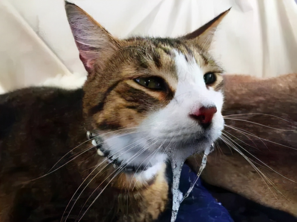 小猫咪没食欲怎么办,小猫咪胃口不好不够活跃