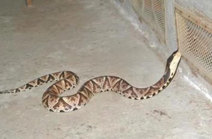 在野外遇到猛兽该怎么自救沙雕,教你在野外遇到鳄鱼怎么应对