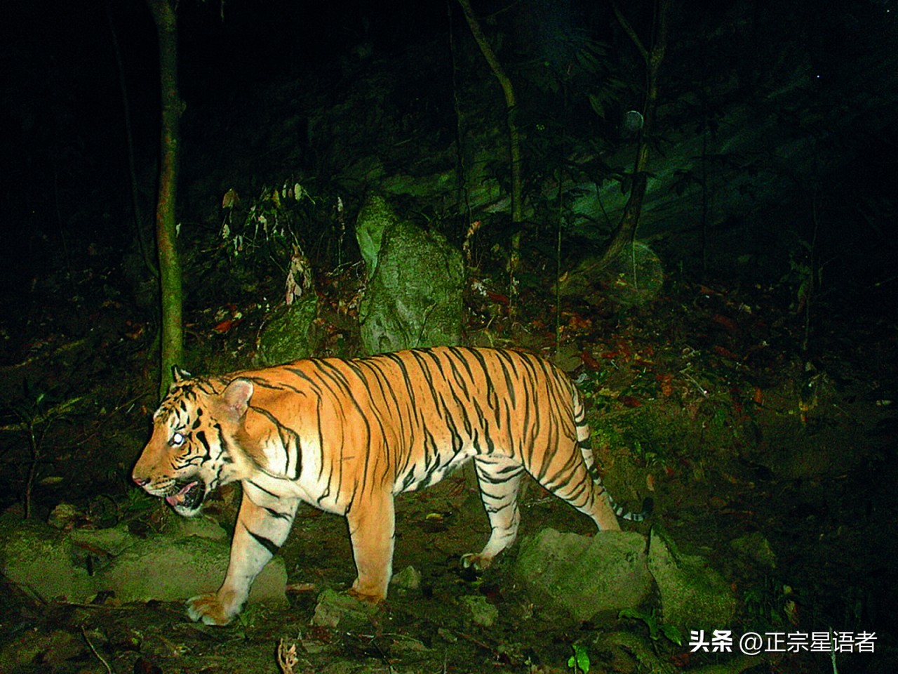 全球老虎数量增加,全球虎还剩多少