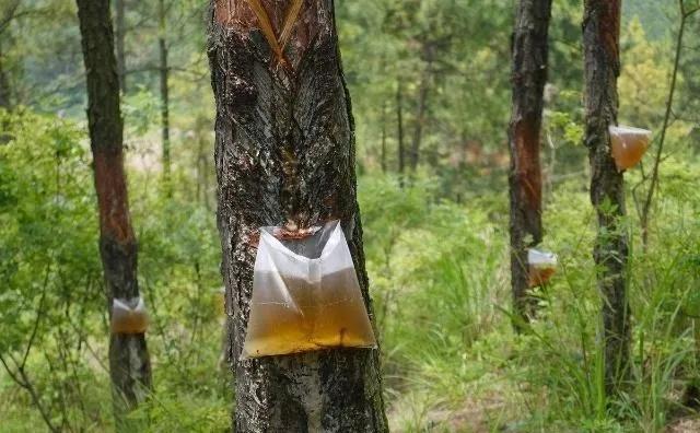 摇钱树两次特殊事件,摇钱树诈骗案例