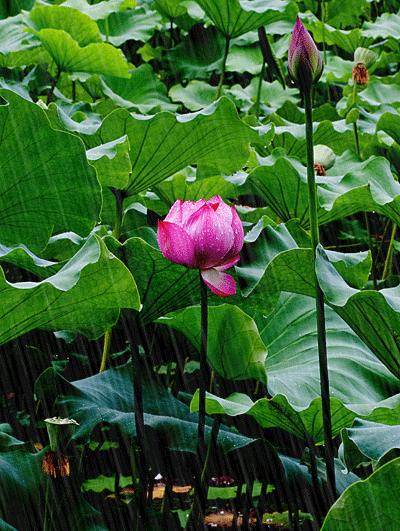 雨字开头的诗句唯美短句,100句下雨天的诗句