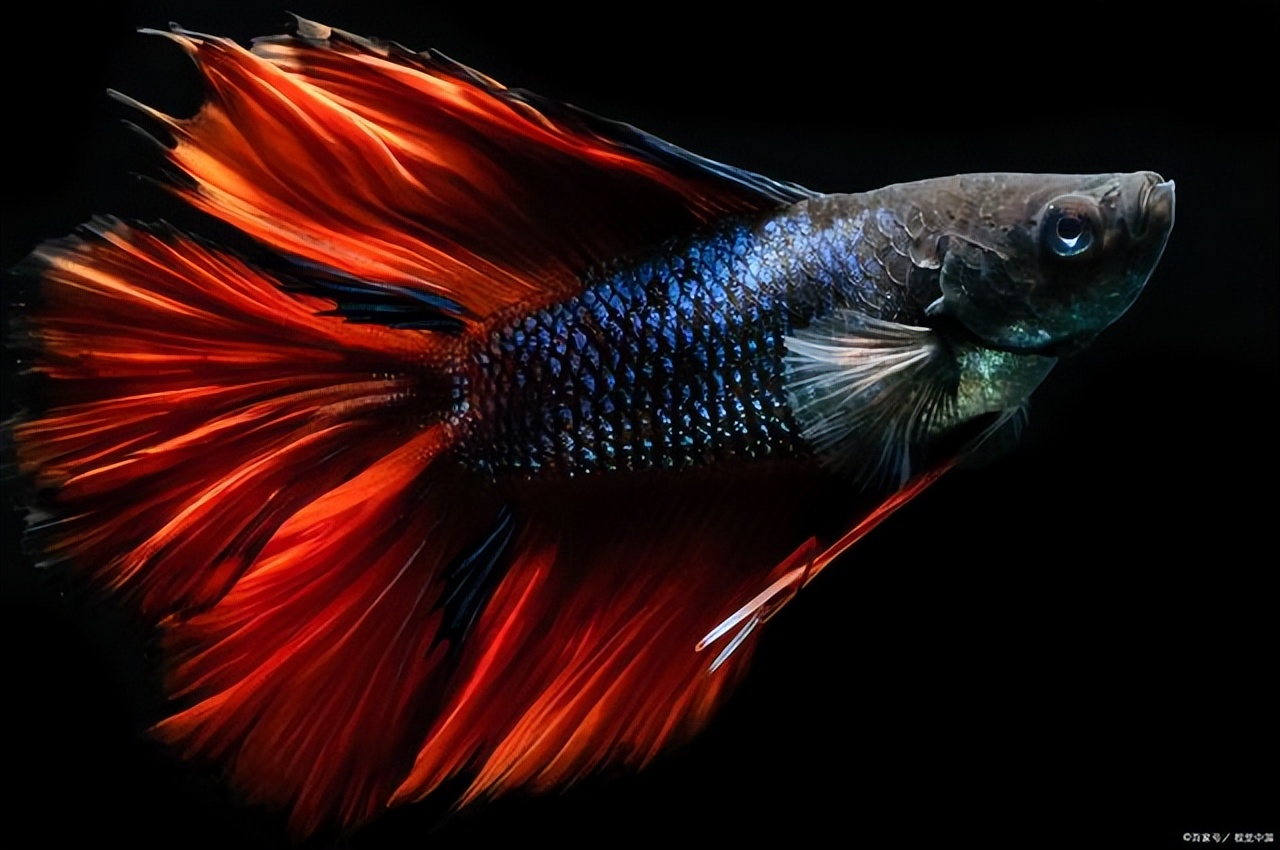 斗鱼褪色后怎么恢复,光照过强斗鱼褪色