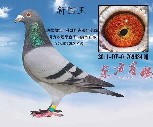 中国赛鸽名家大师,最新中国赛鸽名家