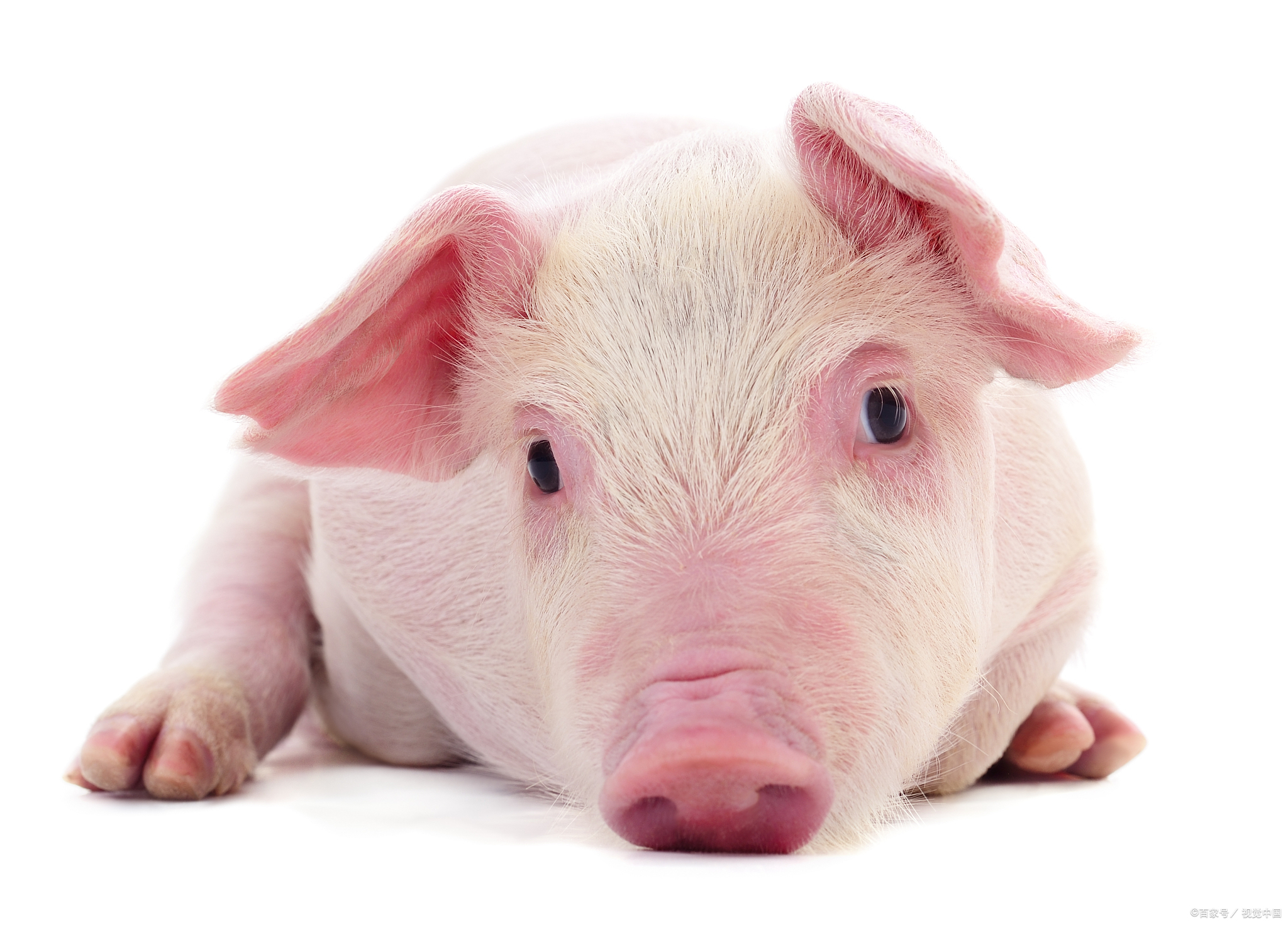 猪拉血的原因及治疗方法,猪拉血屎是什么病如何治疗