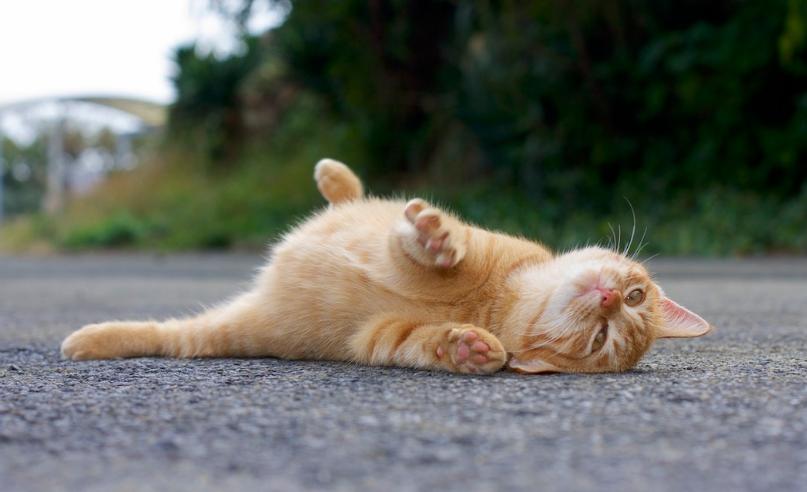 最简单的流浪猫图片大全,最美的一只流浪猫图片