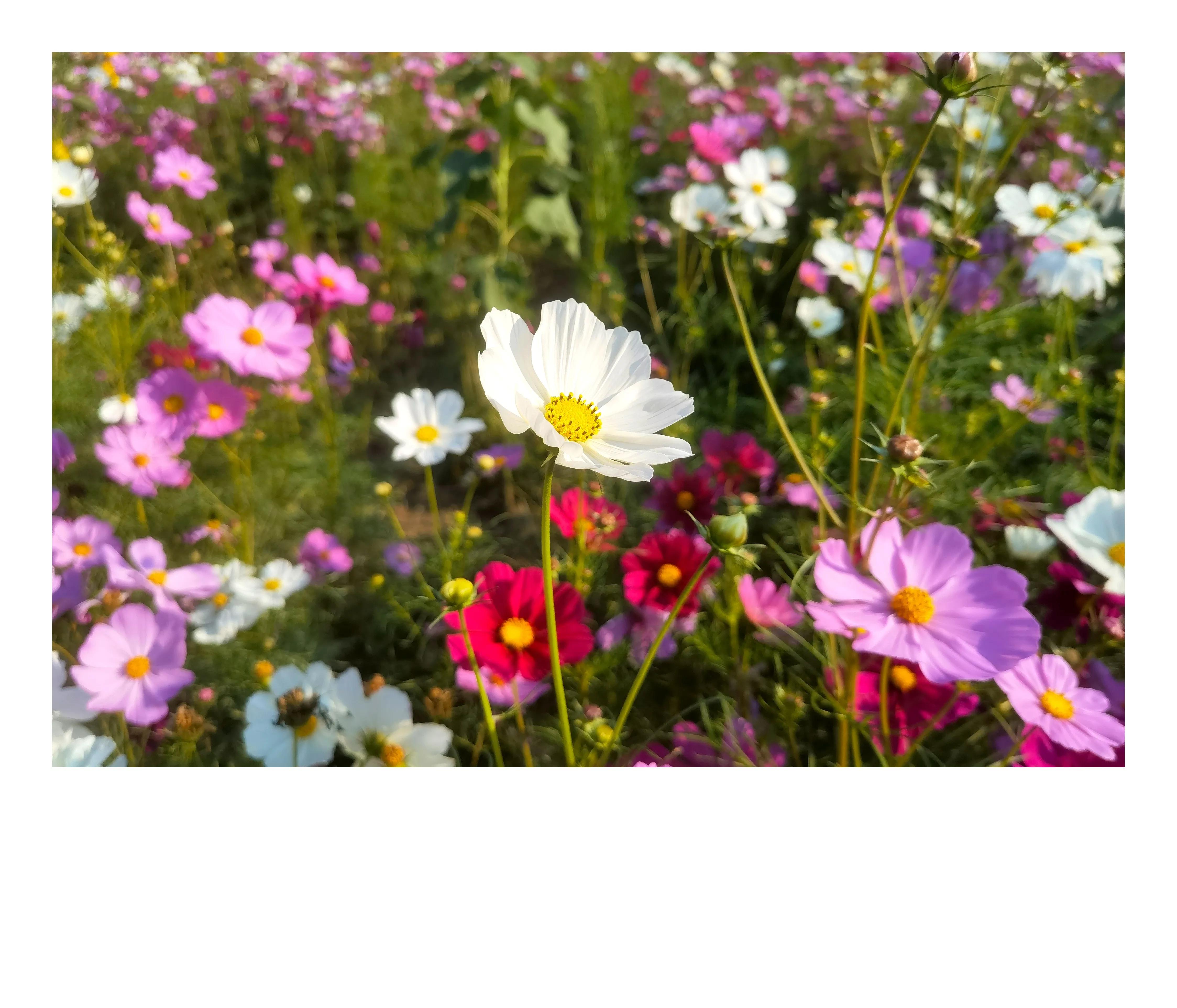 奥森公园里秋意图片,奥森公园的秋花也很漂亮