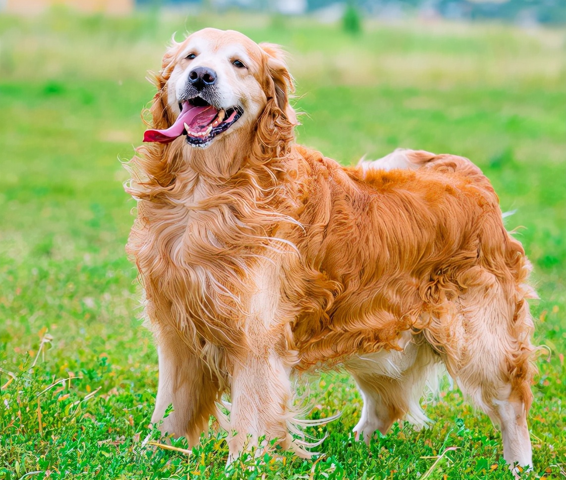 金毛的掉毛怎么处理比较好,金毛掉毛最快解决方法