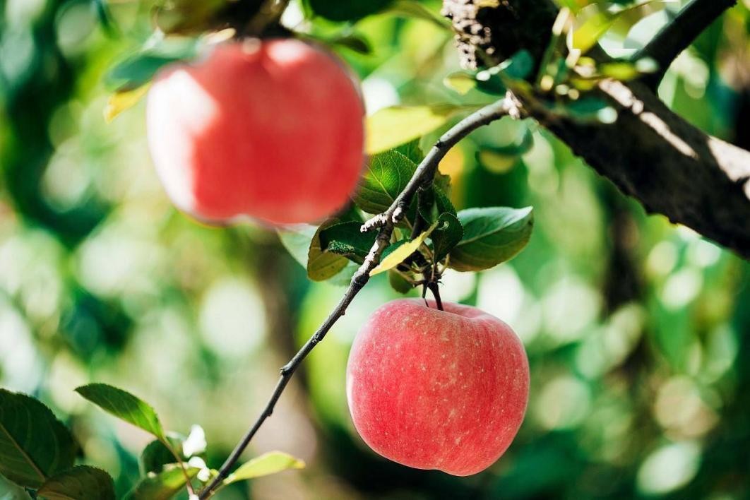 苹果在中国古代叫什么名字,有趣的苹果名称古代