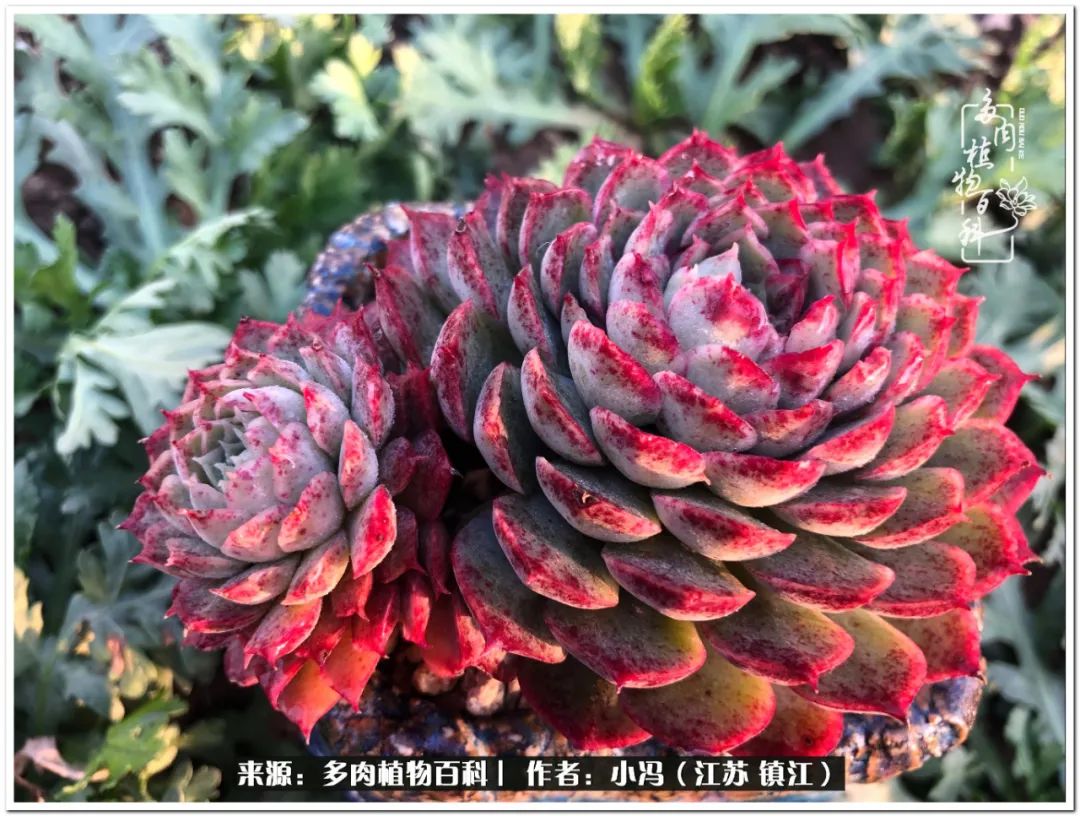 大棚养多肉为啥又肥又好看,10种公认最好养好看的多肉