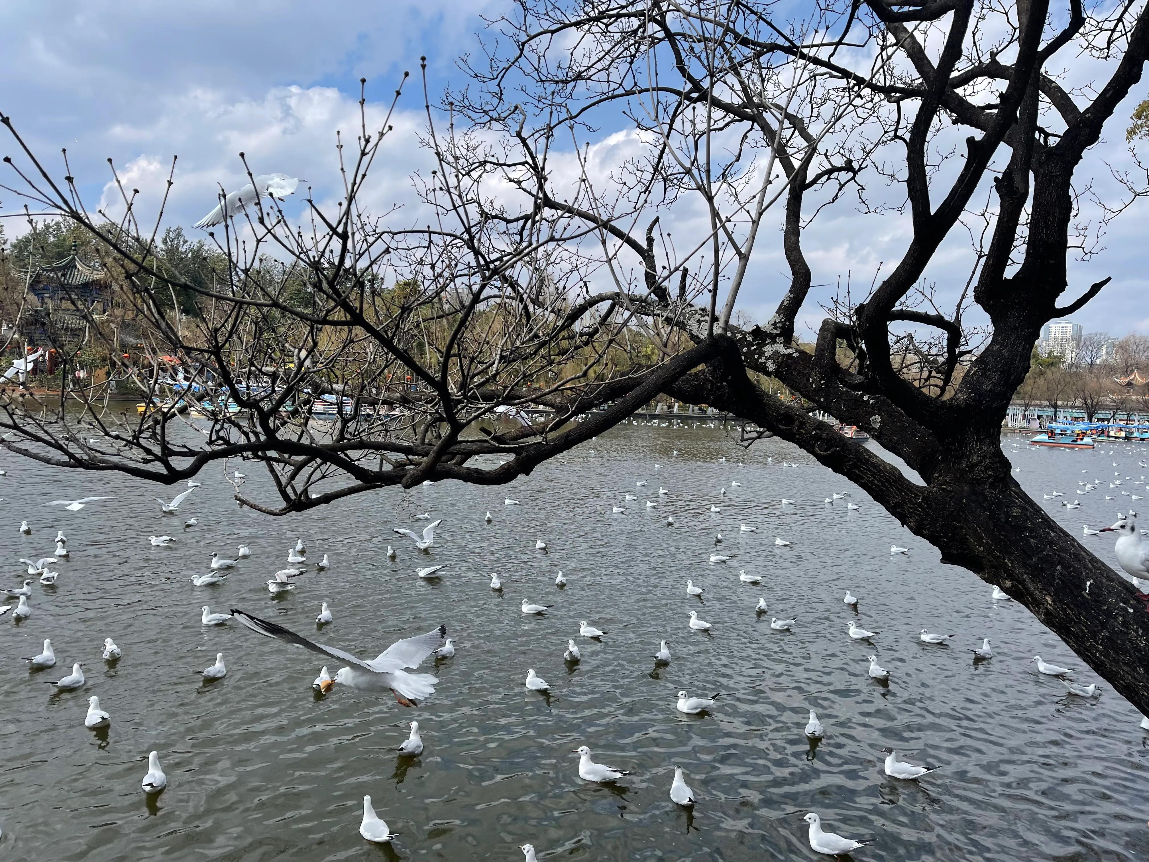 云南省比较适合旅居的城市是哪个,云南昆明气候条件