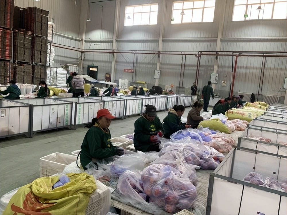 洛川苹果助力脱贫,洛川苹果正在热销中