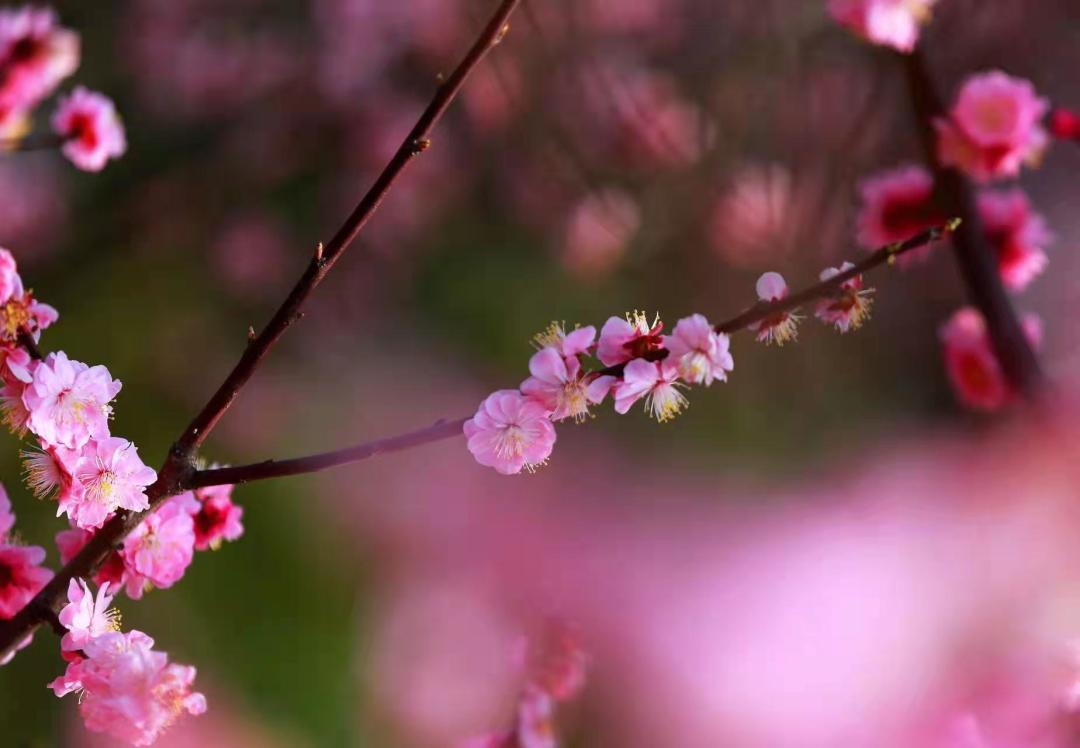 50多年栽了“上万棵”！蚌埠这位“大树爷爷”了不起！