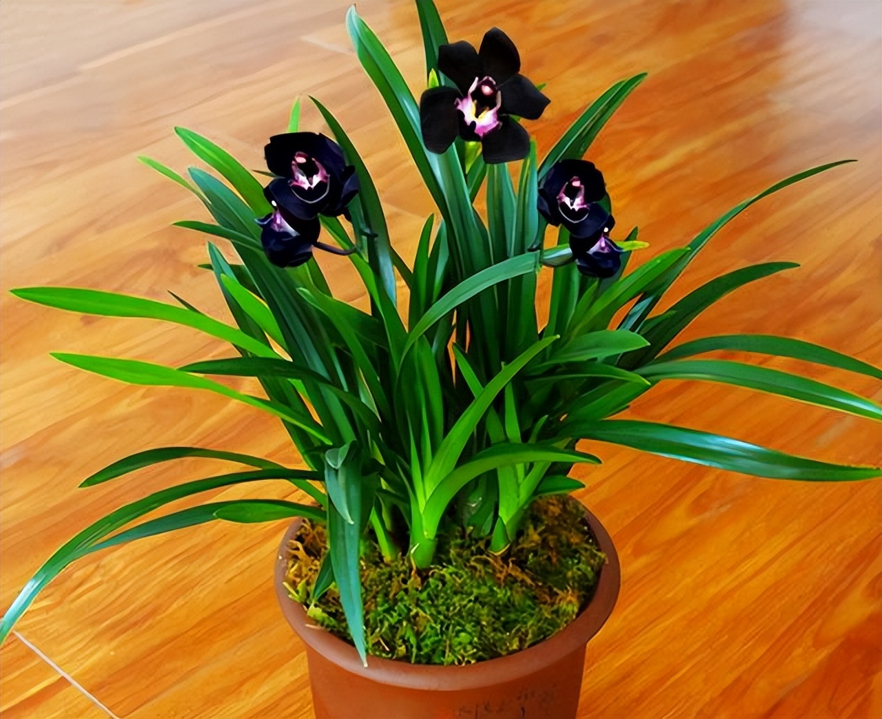 十种最值得买的兰花,什么样的兰花最好最有欣赏价值