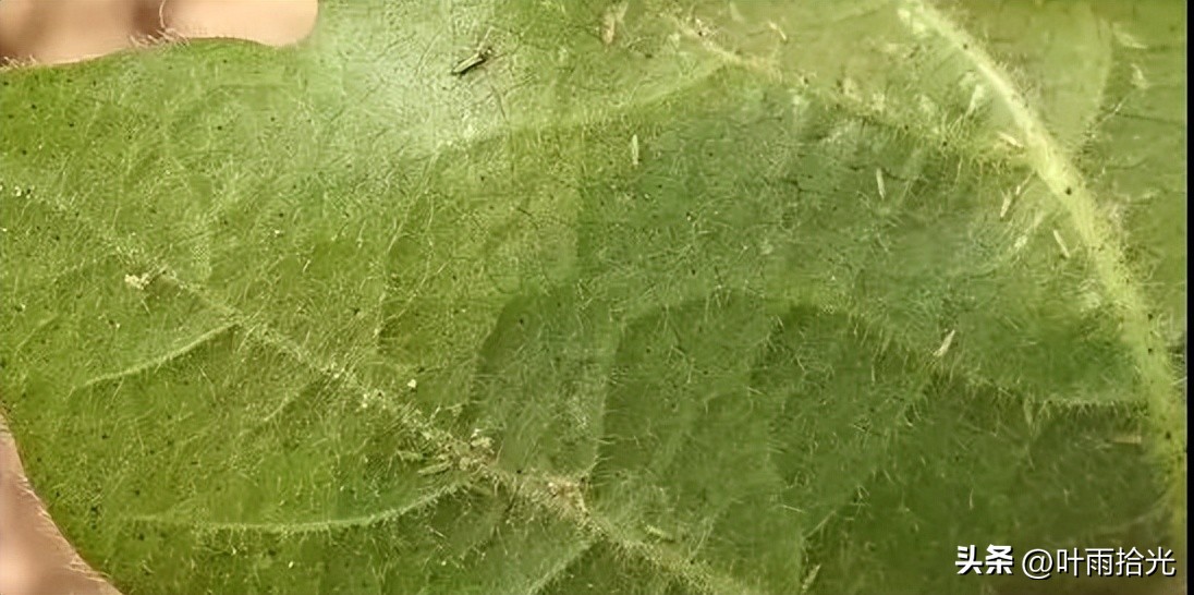 蓟马怎么治用什么杀虫剂好,防治蓟马最好的农药