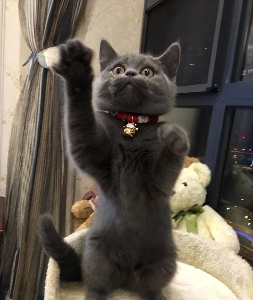 猫咪绝育记仇的表现,猫咪被绝育后有什么好处吗