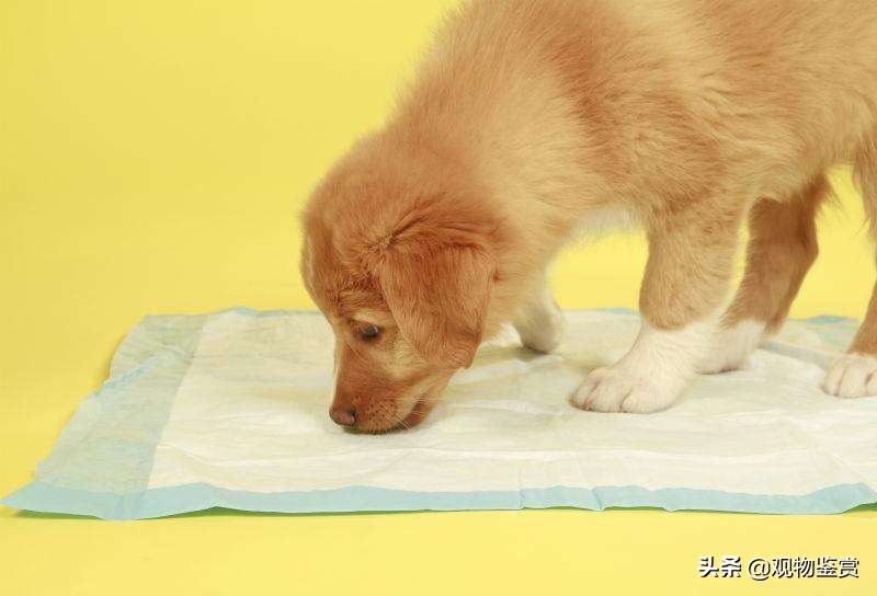 怎样训练狗狗去厕所尿,狗狗定点大小便和户外大小便