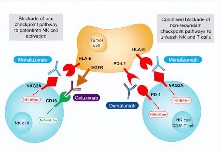 阿斯利康暂停INTERLINK-1试验……NKG2A药物研发何去何从？