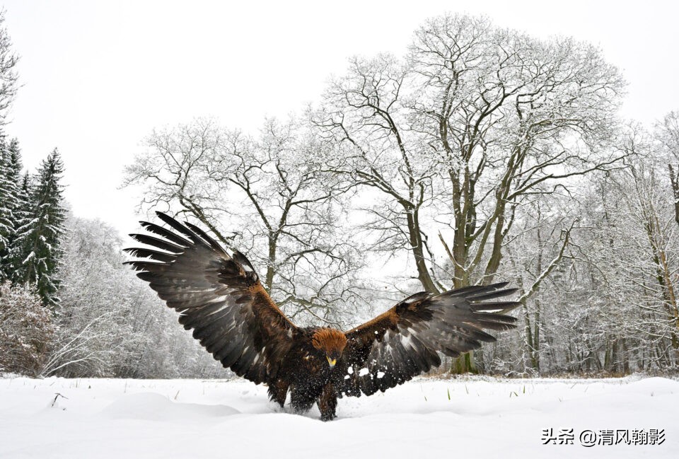 z9拍鸟照片,z9相机购买攻略