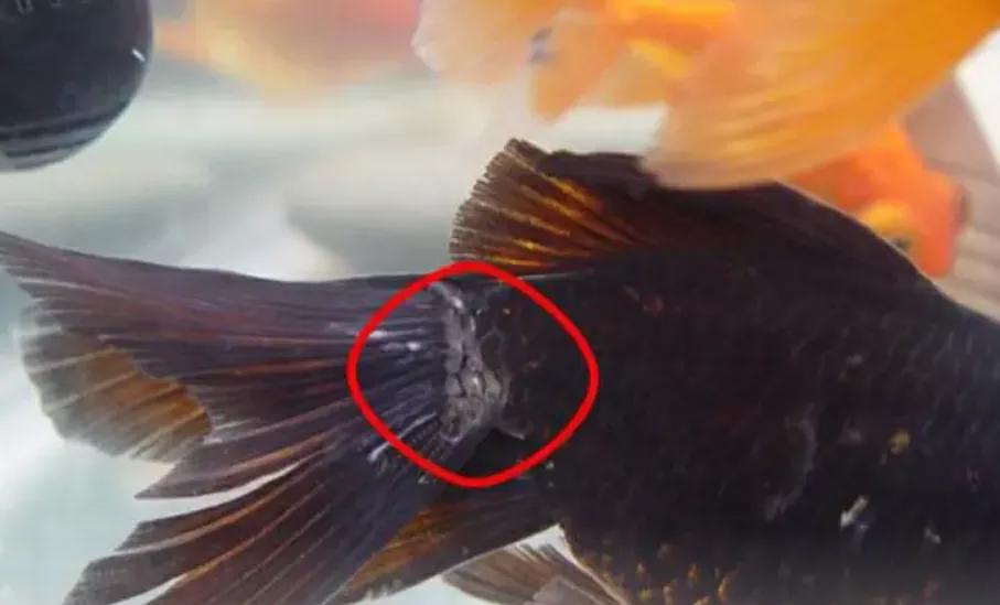 水霉病最快的彻底解决方案,水霉病可以治愈吗