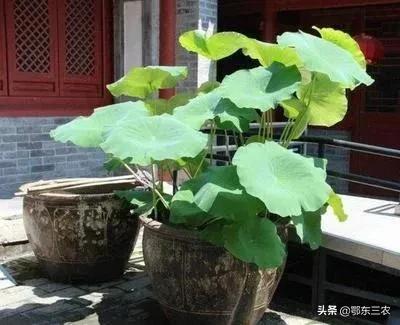 水缸种莲藕怎样高产,大水缸养鱼养花养荷花莲藕