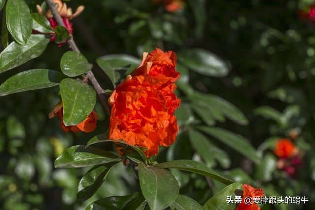 石榴花壁纸生如夏花,石榴花盛开的夏天