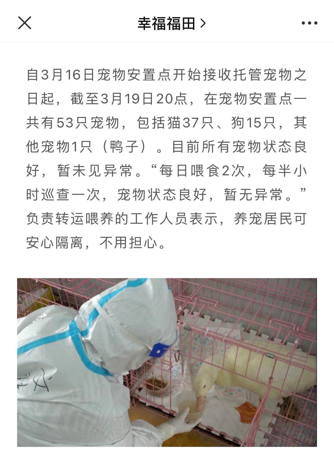 疫情宠物被无害化处理怎么办,无害化处理宠物狗