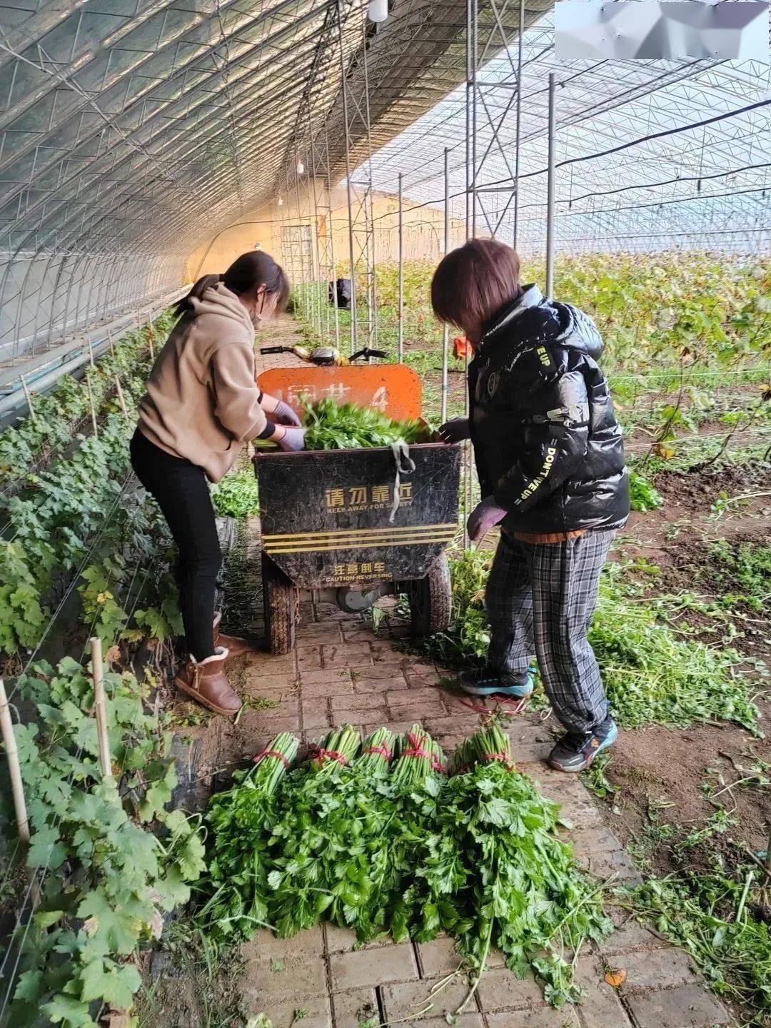 辛巴辛有志坚持公益初心不动摇,辛巴辛有志助农回放