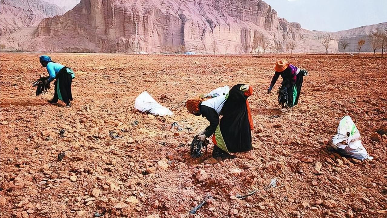 通过对向日葵中重金属含量的研究,进一步了解其种子发芽的特性