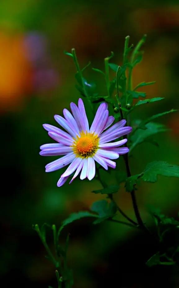 冷冬寒菊,冬菊与夏菊的区别