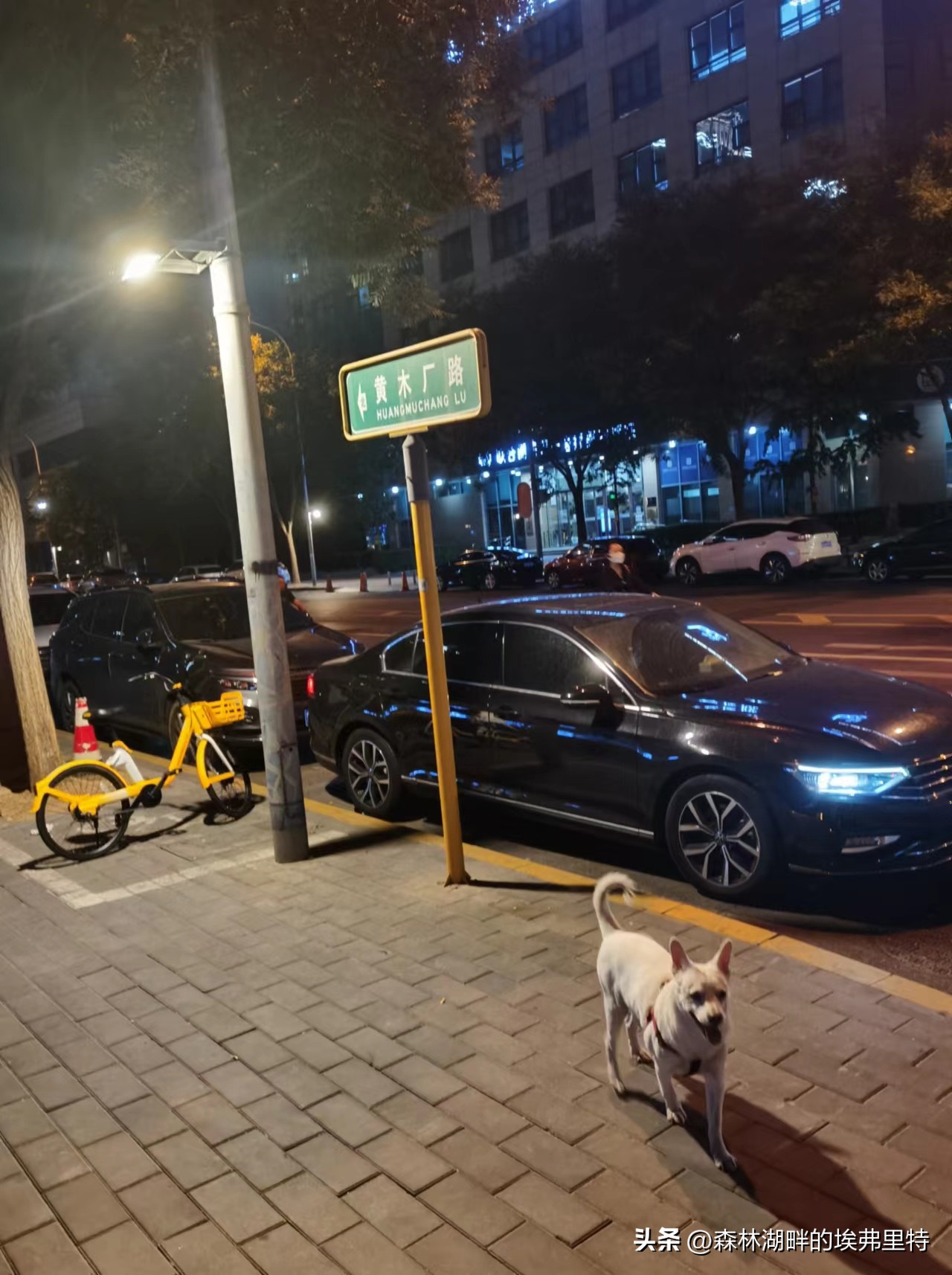 北京庆丰公园里的“神木”