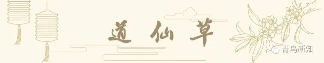 道仙草｜水瓜的“水分”