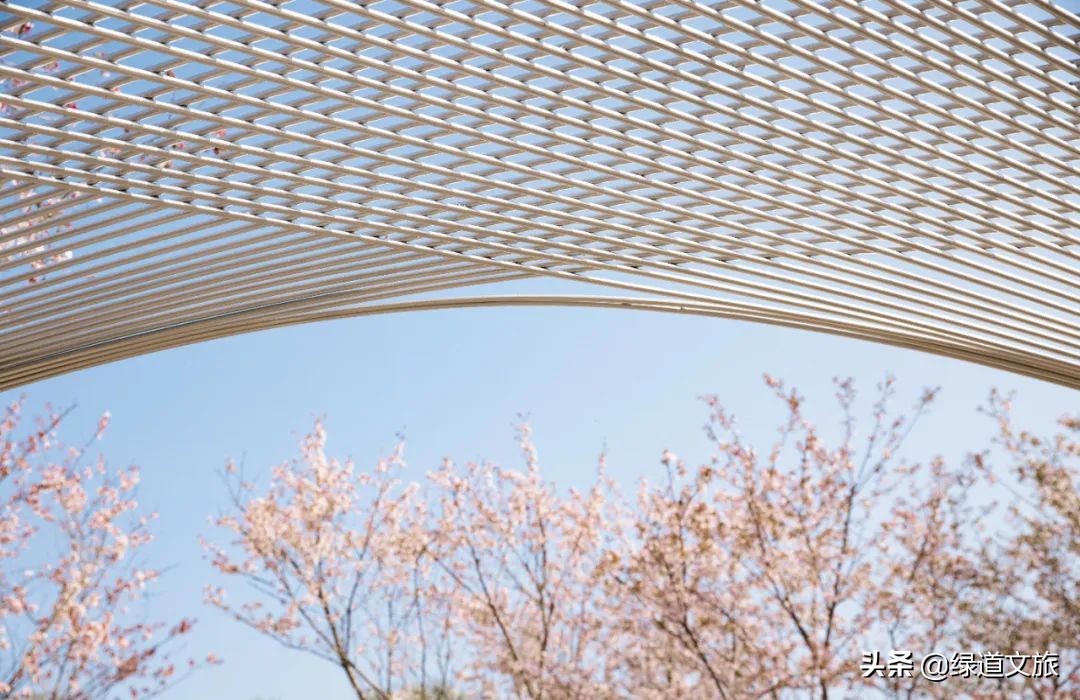 樱花树下的约定字体设计,樱花树下的约定完美国度