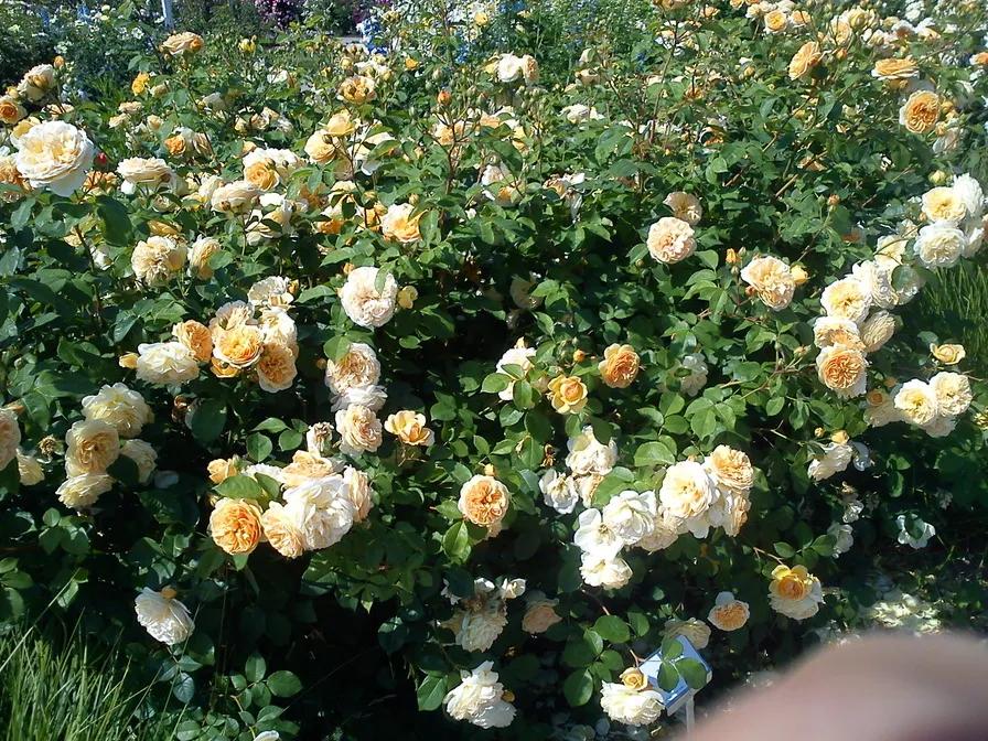 欢笑格鲁吉亚藤本,欢笑格鲁吉亚会变色吗