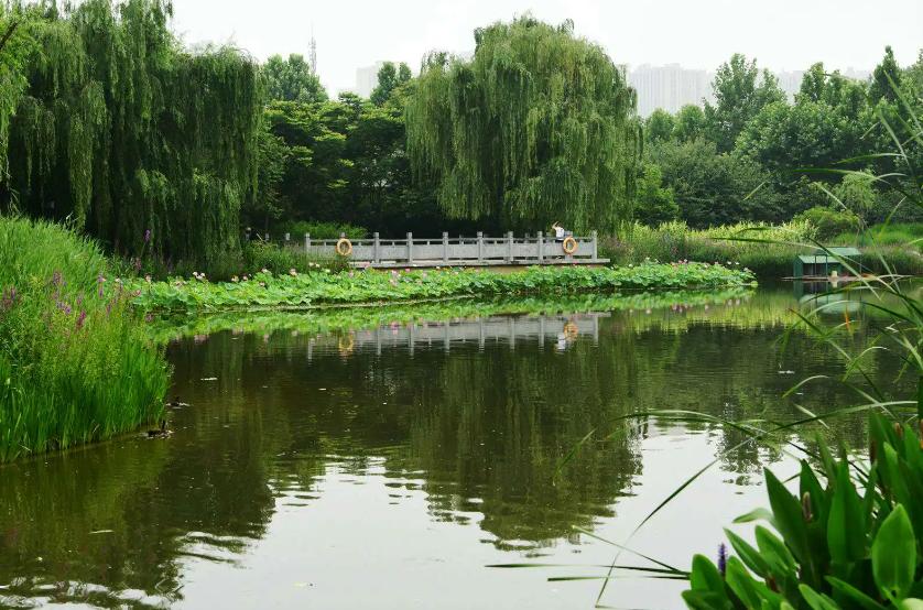 郑州赏花游玩推荐景点,郑州踏青旅游攻略