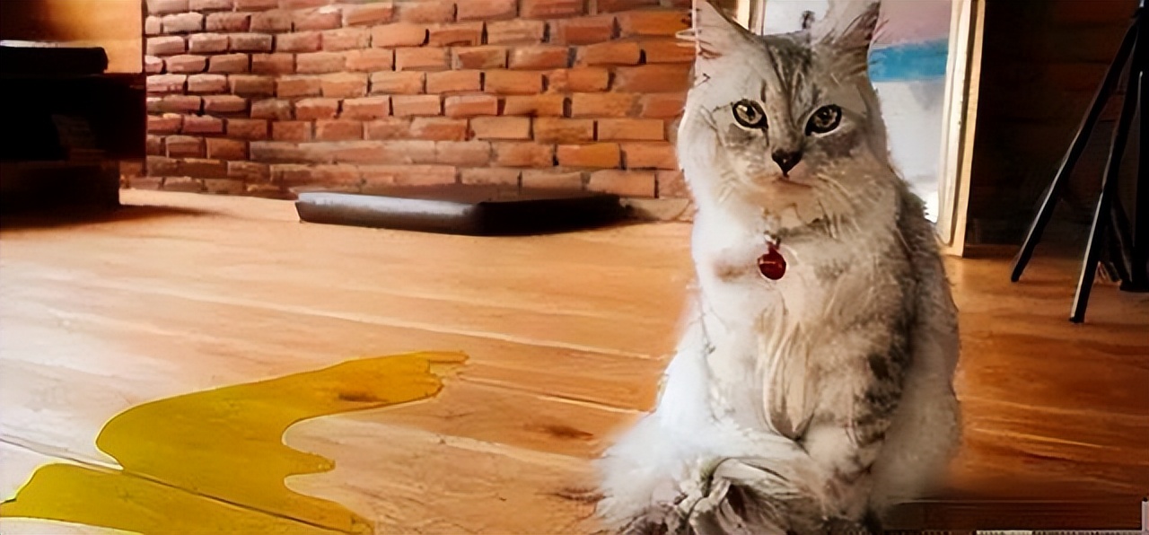 到底该不该揍猫,真的能忍住不揍猫么