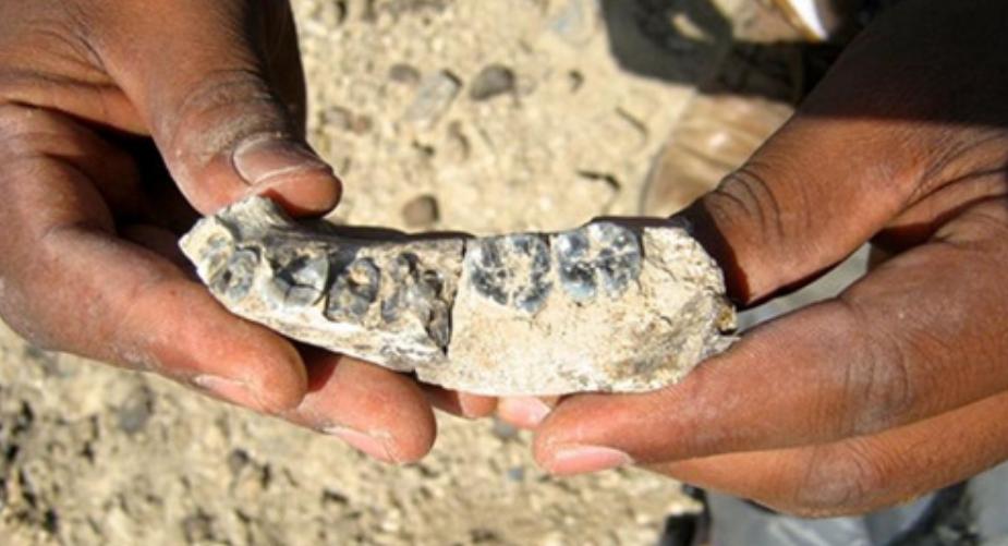 人类的祖先真的是亚当和夏娃吗,人类进化论的化石证据