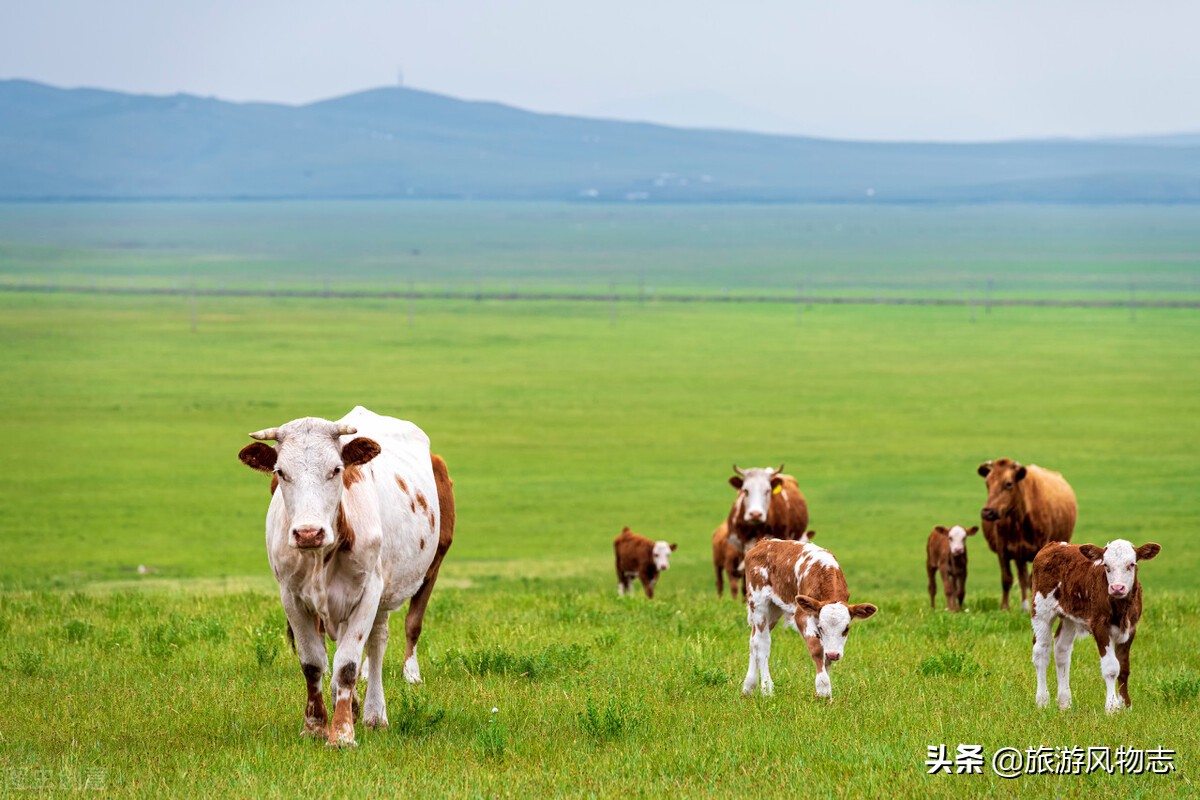 内蒙古有沙漠的地方有哪些,内蒙古九大草原五大沙漠