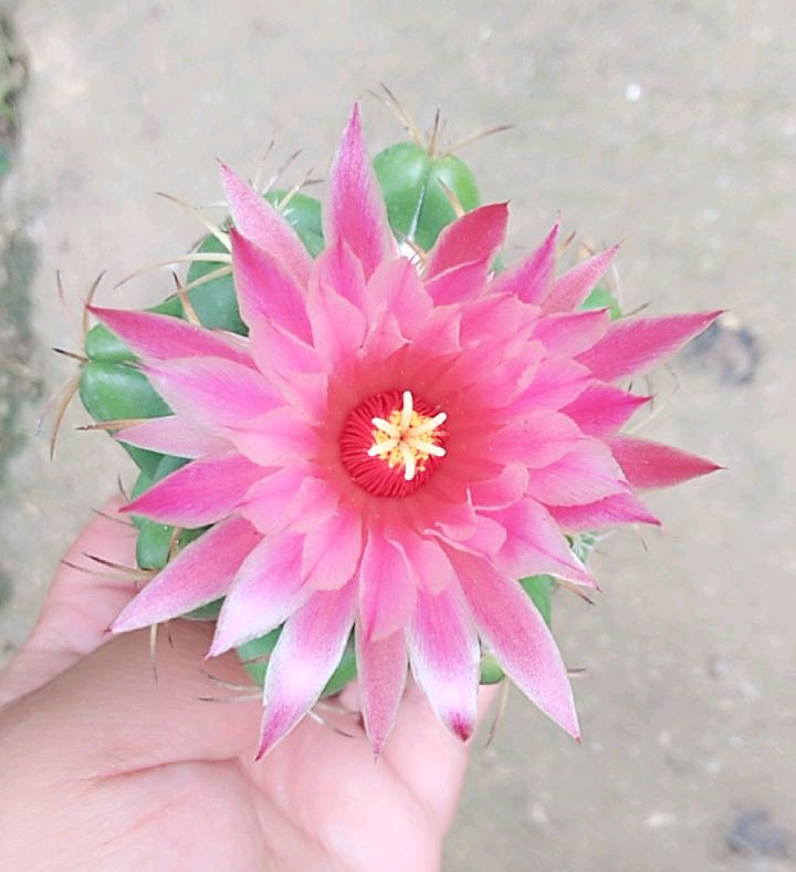 美丽/奇异花草欣赏系列——各种仙人球之象牙丸