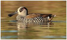 鸟类在分类学中统称为什么,鸟纲分类总表